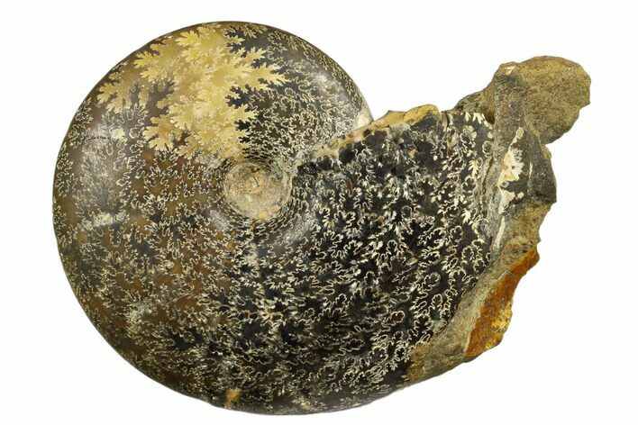 Ammonite (Beudanticeras) Fossil - Canada #180787